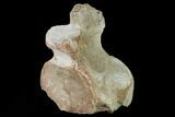 Fossil Plesiosaur Cervical Vertebra - Asfla, Morocco #166012-1